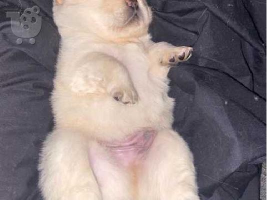 ΔΙΑΘΕΣΙΜΑ LOVELY CHOW CHOW PUPPY