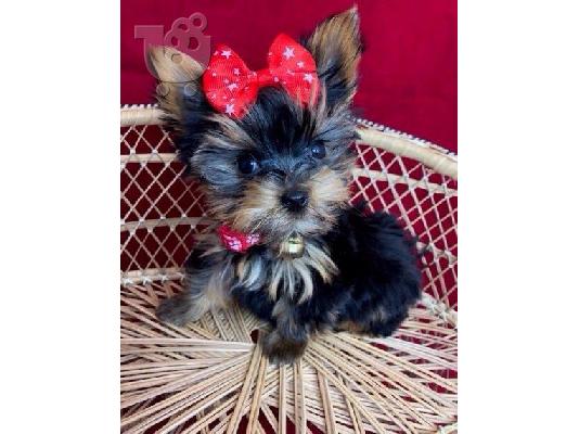 όμορφο κουτάβι yorkie