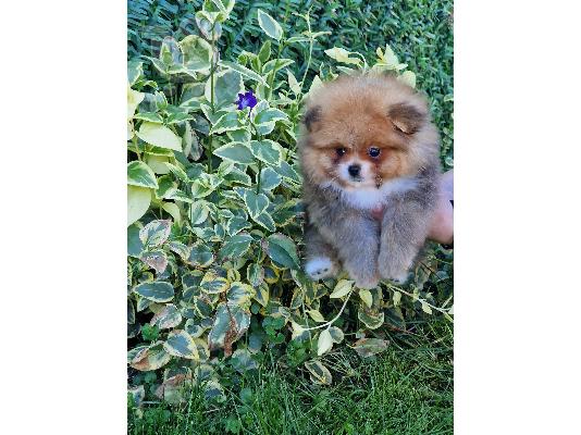 Pomeranian Spitz κουτάβια