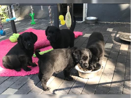 PoulaTo: Labradorr ahora διατίθεται