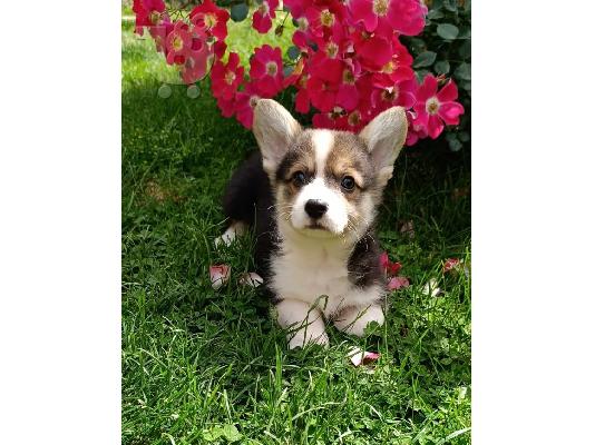 Welsh Corgie κουτάβια