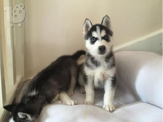 PoulaTo: Χάσκι Σιβηρίας (Siberian Husky)