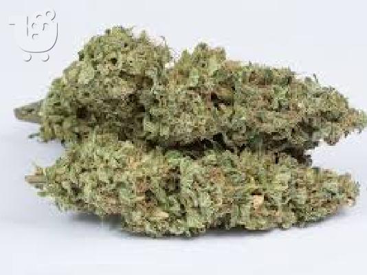PoulaTo: GRADE A + MEDICAL MARIJUANA (kyselá nafta, měsíční kámen, HDP, modrý sen, OG kush) * CANNABIS OIL * Shatter * Vosk Zde pomůžete rozvíjet vaši farmu