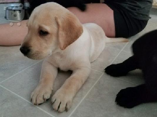 PoulaTo: Λαμπραντορ Ριτριβερ / labrador RETRIEVER-