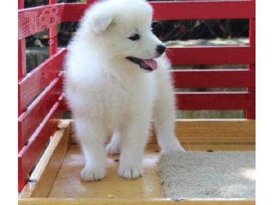 PoulaTo: Samoyed κουτάβια προς πώληση.
