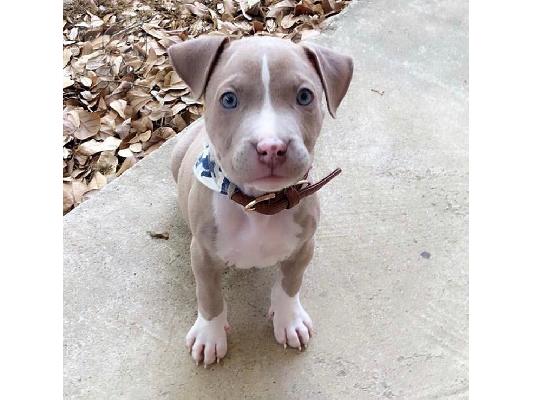 PITBULL