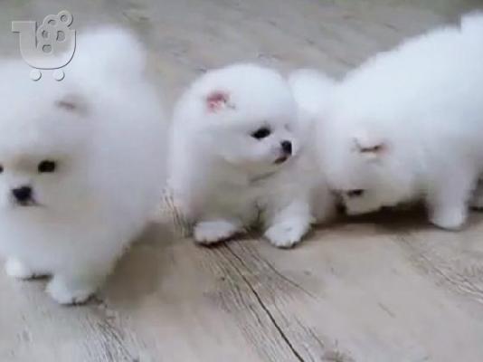 PoulaTo: Σπιτς μινι / pomeranian mini