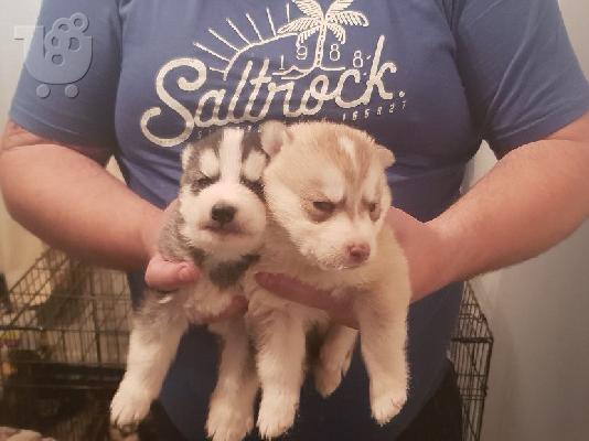 Ωραία αναζητούν Σιβηρίας Husky Puppies προς πώληση