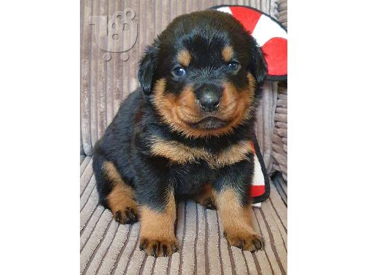 Όμορφα υγιή κουτάβια ROTTWEILER