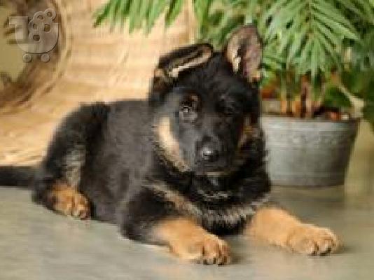 PoulaTo: Vet, AKC Εγγεγραμμένο Γερμανικό κουτάβι Shephard.