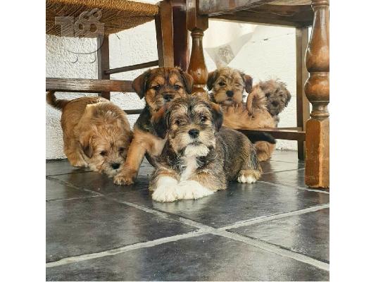 PoulaTo: Shih tzu διασταύρωση μικροσκοπικά κουτάβια schnauzer