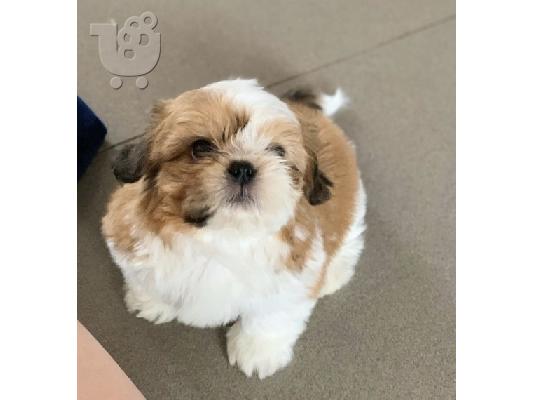 beuatiful shitzu pupy διαθέσιμο για υιοθεσία