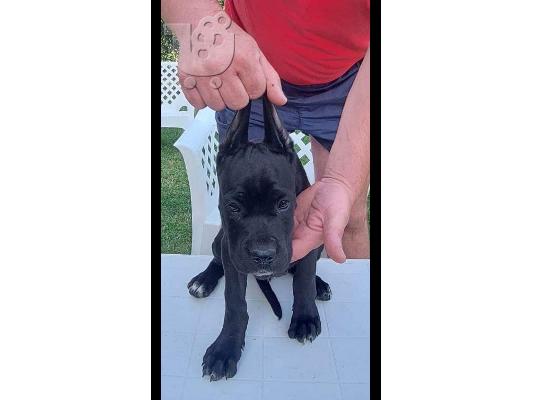 PoulaTo: Cane Corso κουτάβια προς πώληση