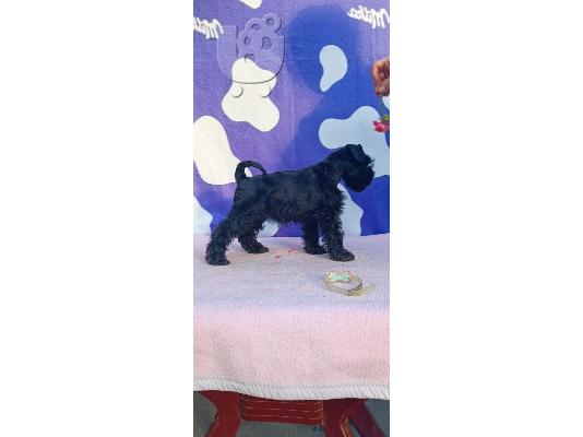 PoulaTo: Μινιατούρα Schnauzer κουτάβια