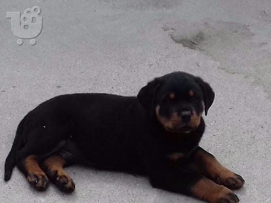 PoulaTo: Ειδικά μικρά κουτάβια Rottweiler