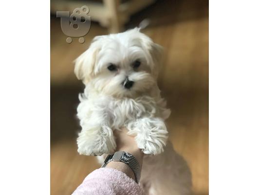 PoulaTo: Morkie