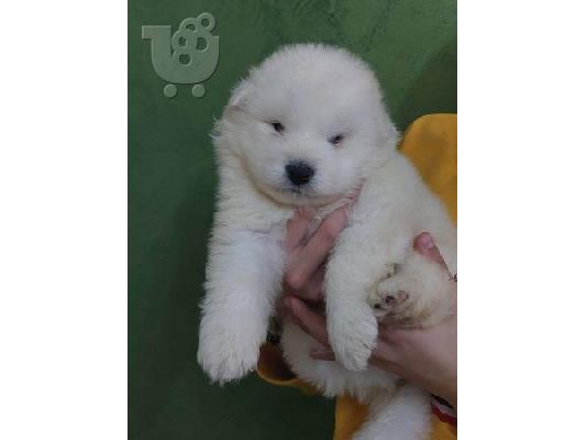 Samoyed κουτάβια