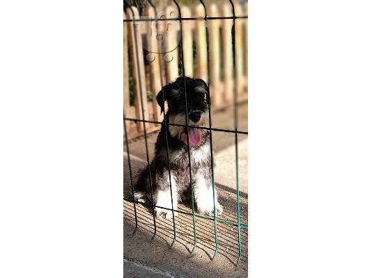 Μινιατούρα Schnauzer κουτάβια