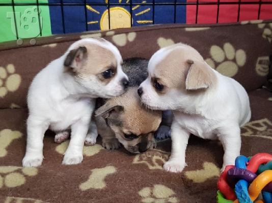 PoulaTo: AKC Chihuahua Puppies