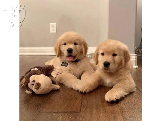 ωλούνται κουτάβια Golden Retriever