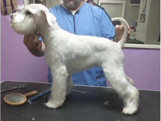 Μινιατούρα Λευκό Schnauzer όμορφα κουτάβια