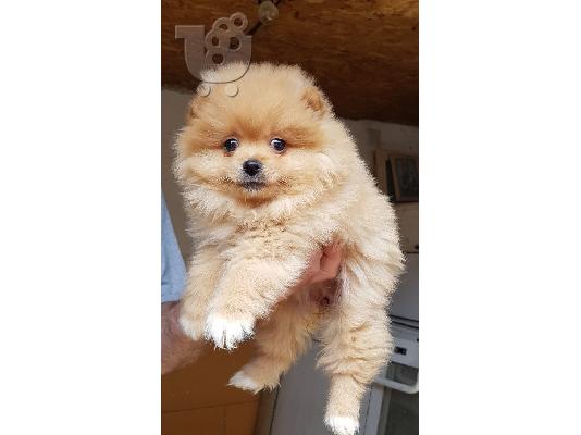 PoulaTo: Pomeranian toy