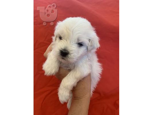 PoulaTo: Havanese