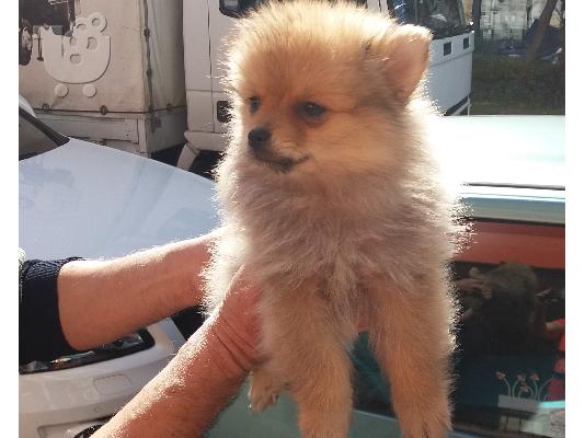 PoulaTo: Spitz mini
