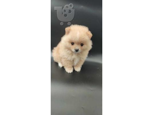 Pomeranian Spitz κουτάβια