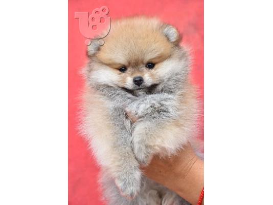 Pomeranian Boo, καθαρόαιμα κουτάβια