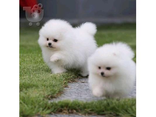 PoulaTo: Φοβερά κουτάβια Pomeranian