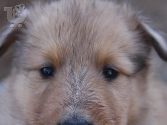 PoulaTo: Πανέμορφα κουτάβια Collie