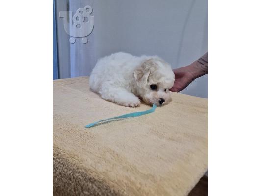 Bichon Frize κουτάβια