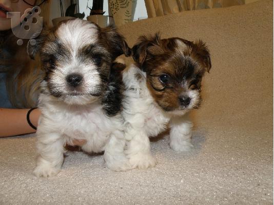 PoulaTo: Shinny Biewer Yorkies