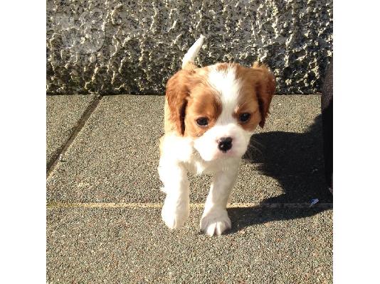 Cavalier King Charles Spaniel