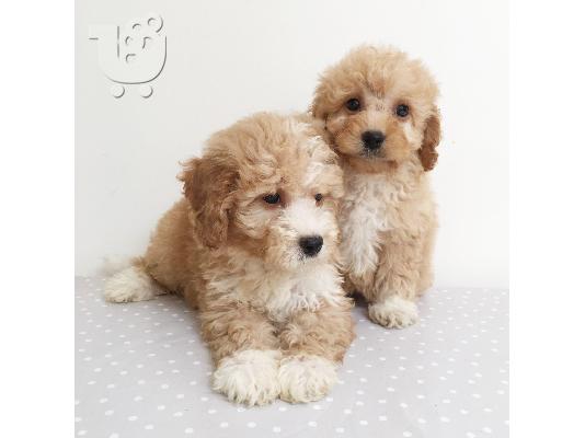 Beuatiful cavachon κουτάβι διαθέσιμο για υιοθεσία