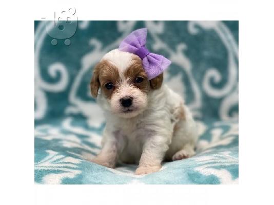 PoulaTo: Κουτάβια Cavapoo για υιοθεσία.