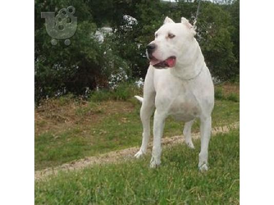 DOGO ARGENTINO