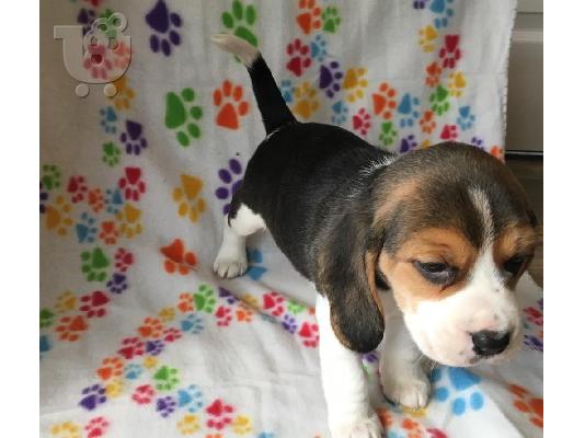 Beagle κουτάβια διαθέσιμα προς πώληση