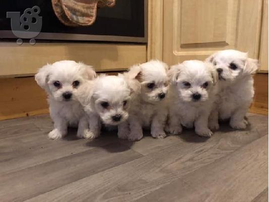 PoulaTo: Fantastic Maltese Puppies προς πώληση