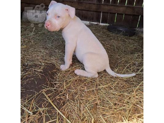 Η Akc εγγράφηκε στο pitbull