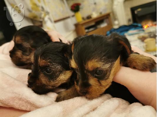 Yorkshire Terrier