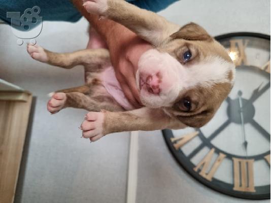 Ενεργά κουτάβια pitbull+34634098453