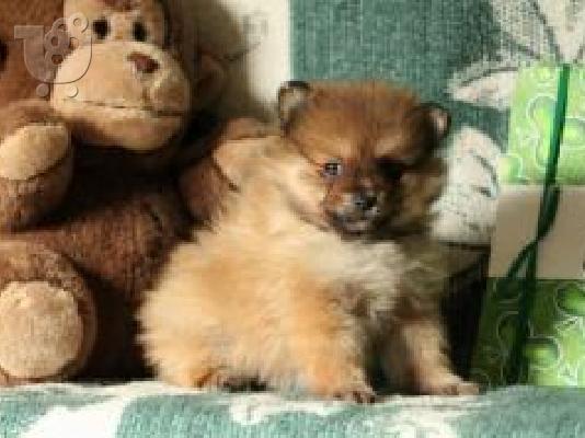 Αξιολάτρευτο Pomeranian Puppies γενεαλογικό