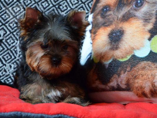 Φανταστικά Yorkshire terrier