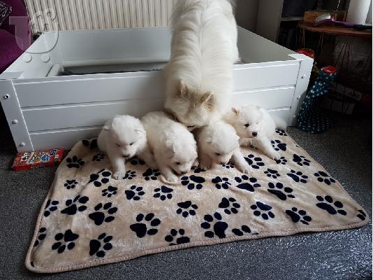 6 όμορφα υγιή Samoyed κουτάβια