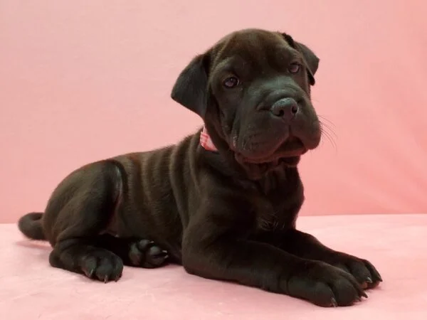 PoulaTo: Shar pei - Σαρ Πέι