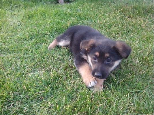 German Shepherd καθαροαιμα -Θεσσαλονικη- 6979314054