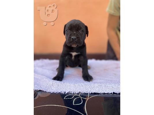 Κουτάβια Cane Corso