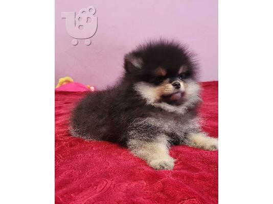 αρκουδάκια Pomeranian BOO, κουτάβια Pomeranian Spitz
